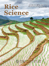 Rice Science杂志封面